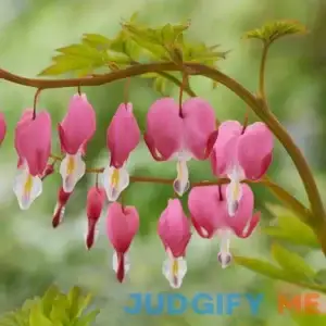 Garden State Bulb Pink Bleeding Heart Dicentra Spectabilis Bulbs ECS-191
