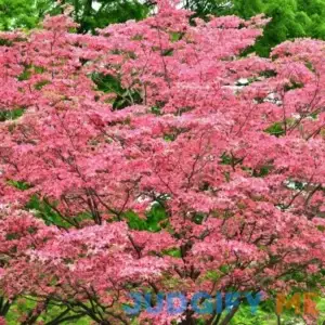 Pink Dogwood | 5-6 ft