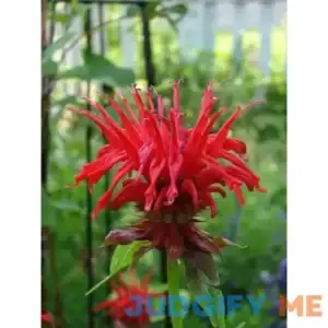 Bee Balm 'Jacob Cline' Monarda Plants in Separate 4 inch containers- Daylily Nursery...one Plant per Pot
