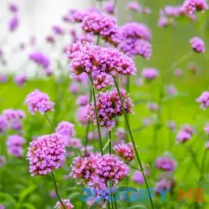 Eden Brothers Verbena Seeds Purpletop Packet