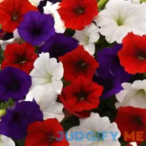 Outsidepride Seeds Annual The Flag Easy Wave Petunia Spreading Garden Flower Seed