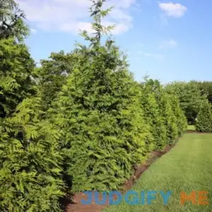 Thuja Green Giant Arborvitae - 1 to 2 Feet Tall - Deer-Resistant