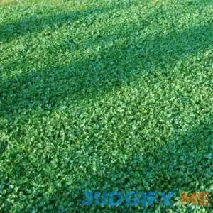 Microclover Seed (Pelleted) - 1/4 LB + Bulk Sizes