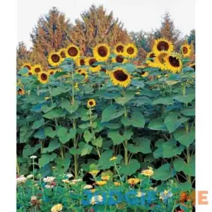 Burpee Sunflower Sunforest Mix 100 Seeds