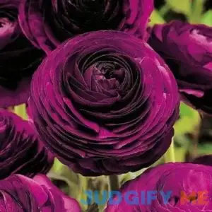 Eden Brothers Ranunculus Bulbs Violet Bulbs