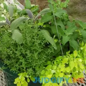 Live Herb Plants
