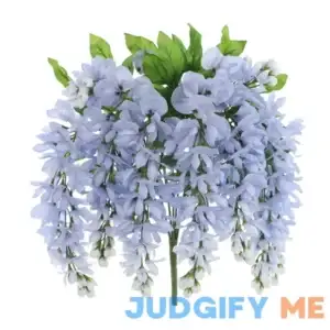 Wisteria Bush by Ashland