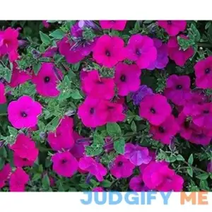 ~ Tidal Wave Purple Trailing Petunia 20 Pelleted Seeds