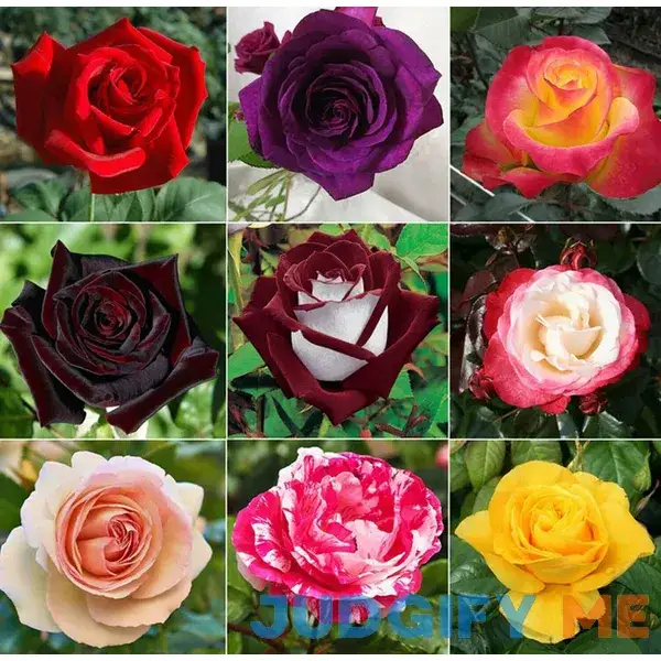 Hybrid Rose Seeds Mixed Color Flower Rare Hybrid Rose Seeds Mixed Color Flower Rare