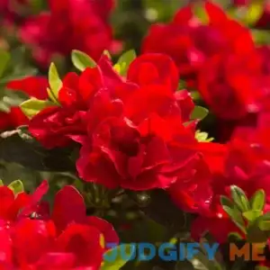 Autumn Bonfire Encore Azalea