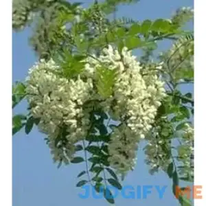 25 Flowering Black Locust Tree (Yellow Locust/False Acacia) Robinia Psuedoacacia Seeds
