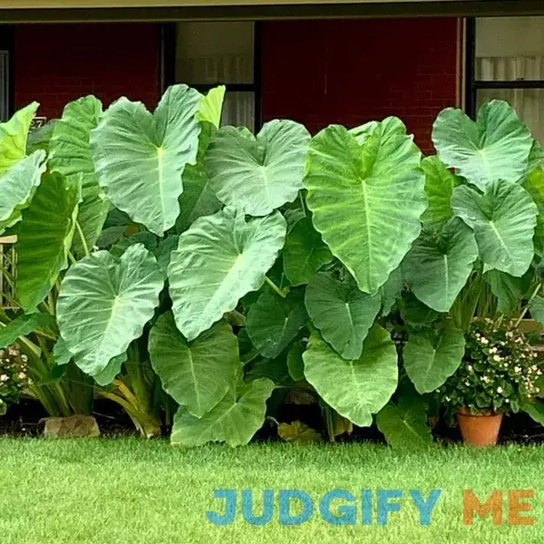 Garden State Bulb Giant Mammoth Elephant Ear Bulbs Garden State Bulb Giant Mammoth Elephant Ear Bulbs