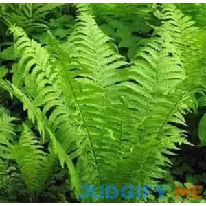 Shade Loving Perennials