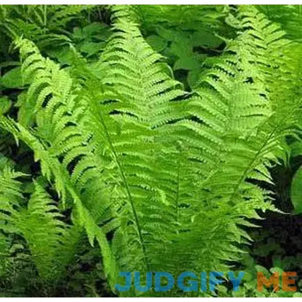 Shade Loving Perennials Shade Loving Perennials