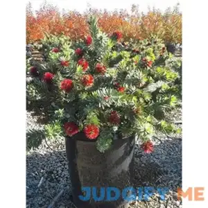 Dwarf Weeping Bottle Brush Aka Callistemon V. 'Little John' Live Plant Fit 01 Gallon Pot