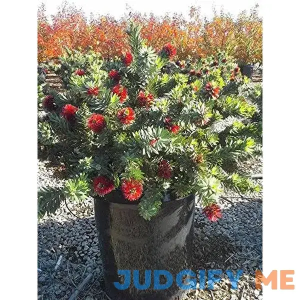 Dwarf Weeping Bottle Brush Aka Callistemon V. 'Little John' Live Plant Fit 01 Gallon Pot Dwarf Weeping Bottle Brush Aka Callistemon V. 'Little John' Live Plant Fit 01 Gallon Pot