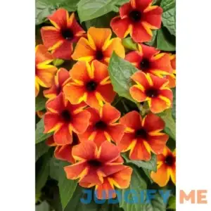 Proven Winners Thunbergia Alata Tangerine Slice A-Peel