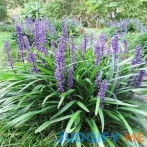 Big Blue Liriope - Flat of 18 Plants