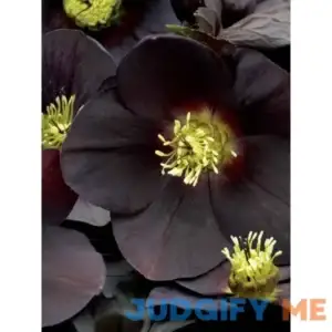 Helleborus New York Night Perennial Plant by Bluestone Perennials