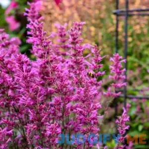 Meant to Bee Royal Raspberry Hummingbird Mint | One Quart