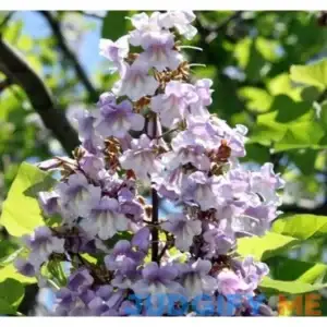 Paulownia elongata Tree Seed Showy Upright Clusters of Pale Violet