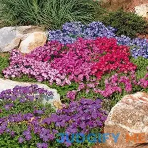 Outsidepride Aubrieta Seeds