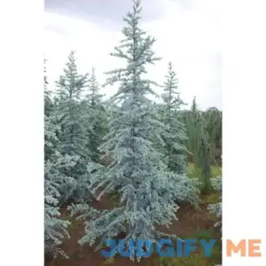 1 Gal. Blue Atlas Cedar Tree with Sparkling Silver Blue Foliage