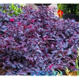 National Plant Network 2 gal. Southern Living 'Red Diamond' Loropetalum Plant with Red Blooms