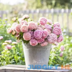 Eden Brothers Aster Seeds Apricot