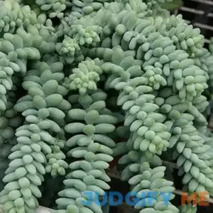 Burro's Tail Succulent