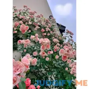150+ Pink Climbing Rose Seeds for Planting Outdoors Ornamental Vine Seeds Amazing Climbing Flowers Rose Growth Beautiful Roses