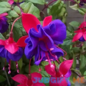 Fuchsia - PROVEN SELECTIONS - Dark Eyes' Fuchsia - 4.33" Grande Pot