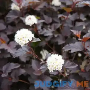 Sweet Cherry Tea Ninebark