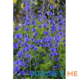 50 Blue Wild Indigo Baptisia Australis Flower Seeds