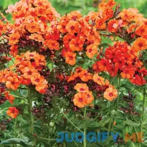 Van Zyverden 3-6hrs Phlox Perfection Dormant Plant Root Partial Sun