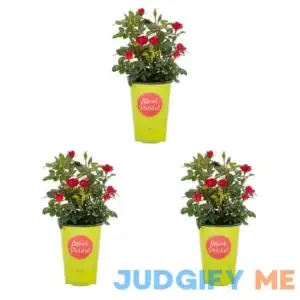 Knockout 2QT Red Rose Petite Live Shrub Grower Pot Sun