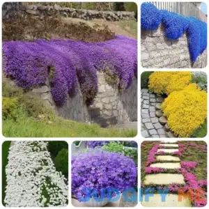 3000+ Mix Creeping Thyme Seeds Ground Cover for Planting 6 Colours Individually Packed Thymus Serpyllum Heirloom Blue