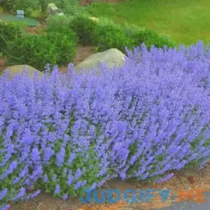 Catmint Seeds 'Blue Wonder'--Compact Heat Tolerant