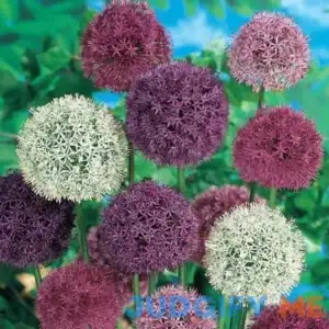 Giant Allium Mixture 6 Per Package Mixed