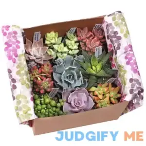 Succulent Sampler Gift Box - Nine Unique Types - 2in Pots w/ ID | MountainCrestGardens