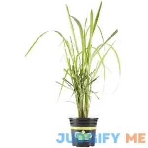 Bonnie Plants 2.32 qt. Lemongrass