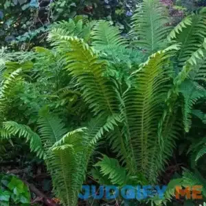 Ostrich Fern - 1 Gallon Pot