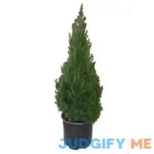 1 gal. Alberta Spruce Shrub