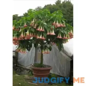 Pink Brugmansia