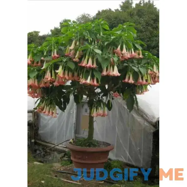 Pink Brugmansia Pink Brugmansia