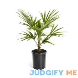 Brighter Blooms Windmill Palm Tree