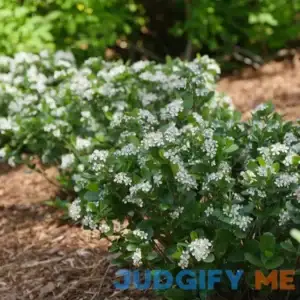 Low Scape Mound Aronia | One Quart