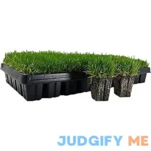 Zoysia Plugs 50 Large Grass Plugs