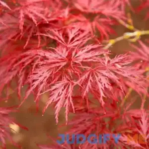 Brighter Blooms Red Dragon Japanese Maple Tree