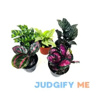 JM BAMBOO Calathea Party of 2 Live Plants 'Unique by JMBamboo'